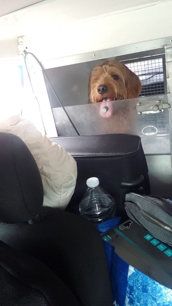 AMC Pet Transport London UK to Europe. MAX 2