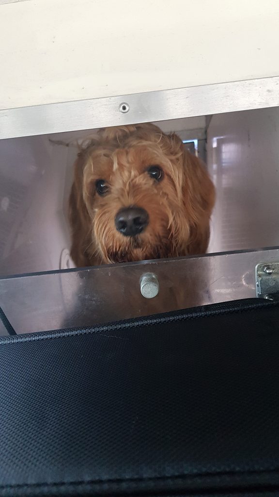 AMC Pet Transport London UK to Europe. MAX 3