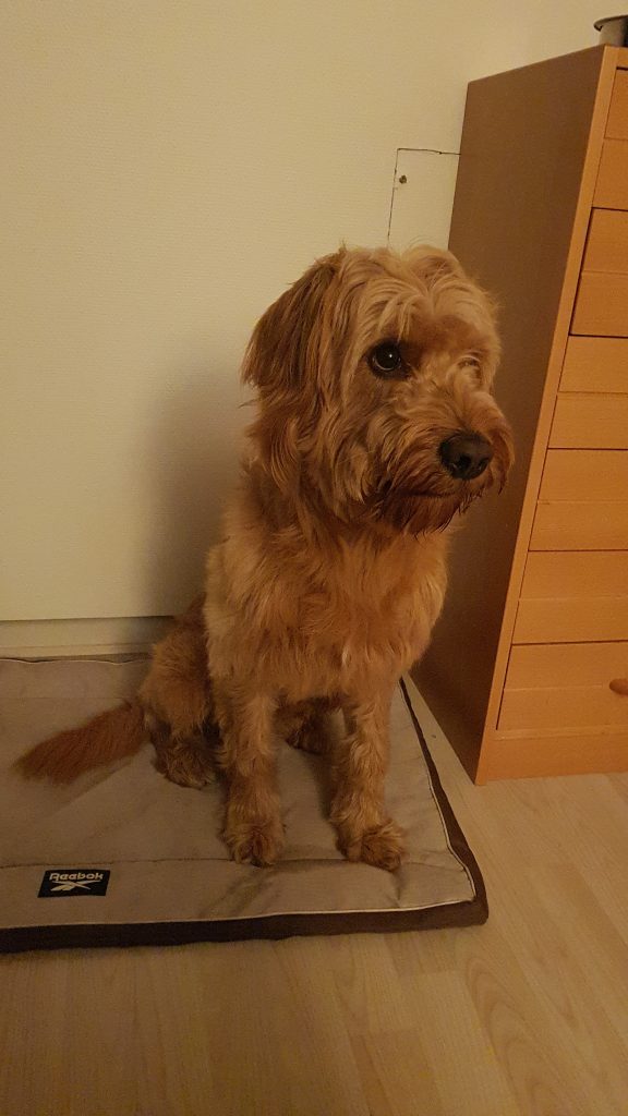 AMC Pet Transport London UK to Europe. MAX 5